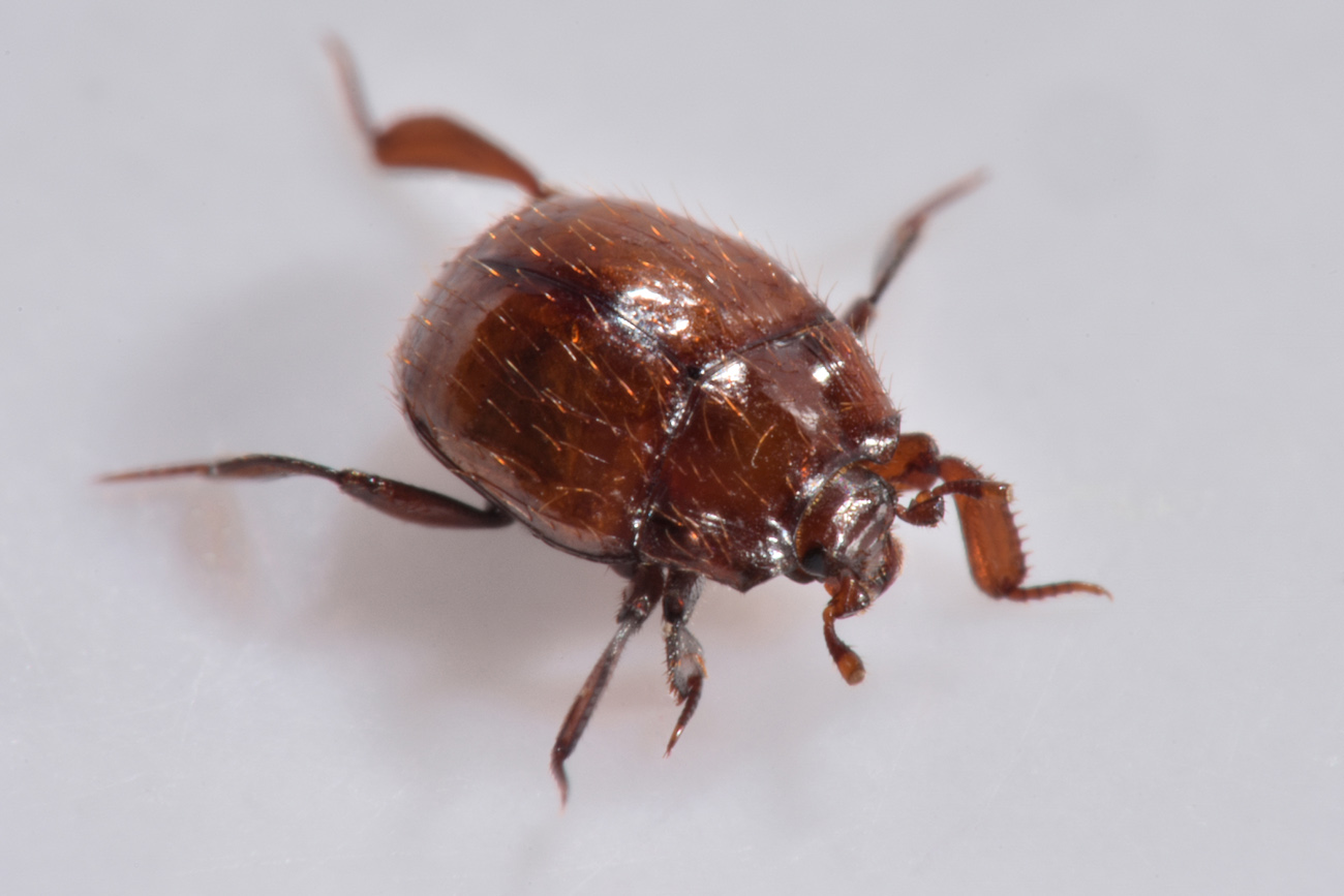 Histeridae: Haeterius ferrugineus? Sì, maschio